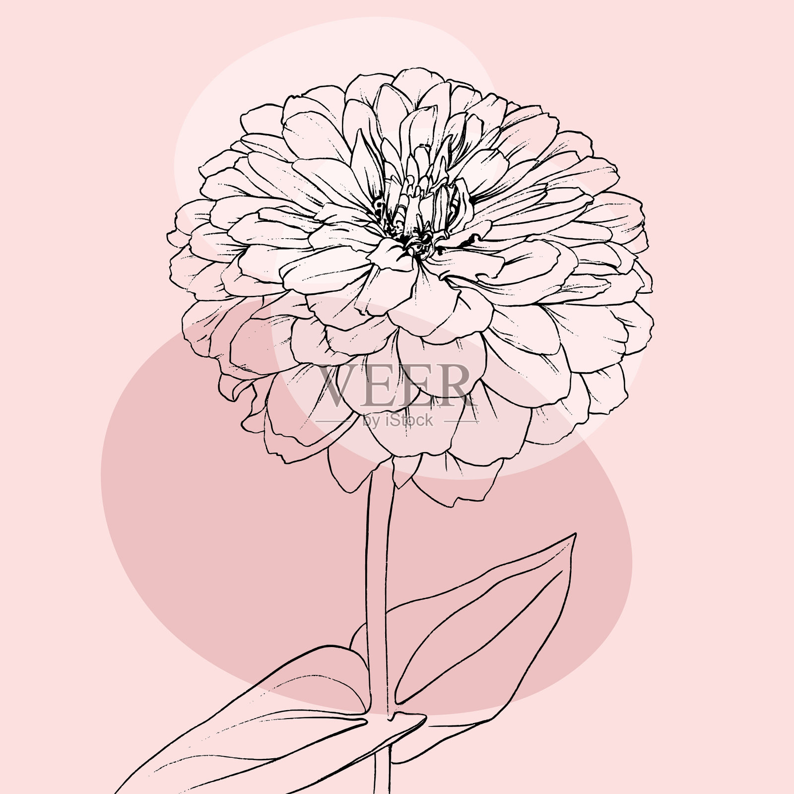 花卉背景与手绘牡丹插画图片素材