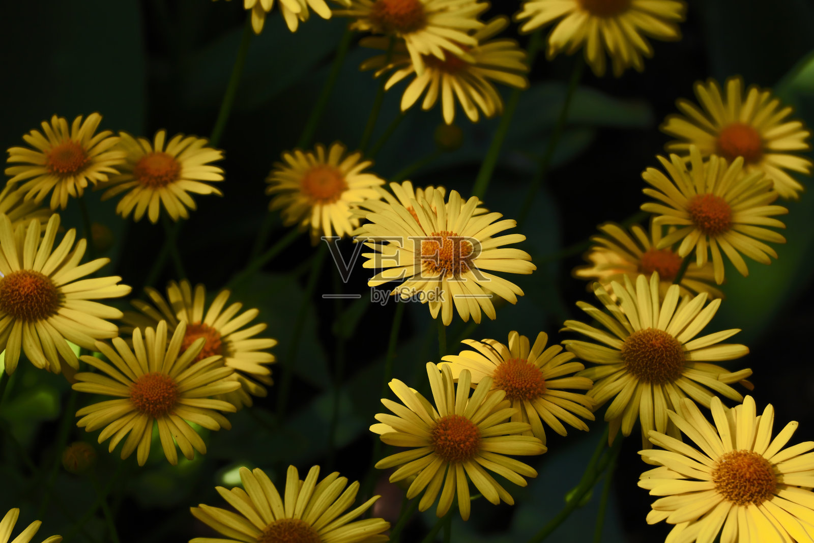 夏天，美丽的黄色雏菊在公园里盛开。照片摄影图片