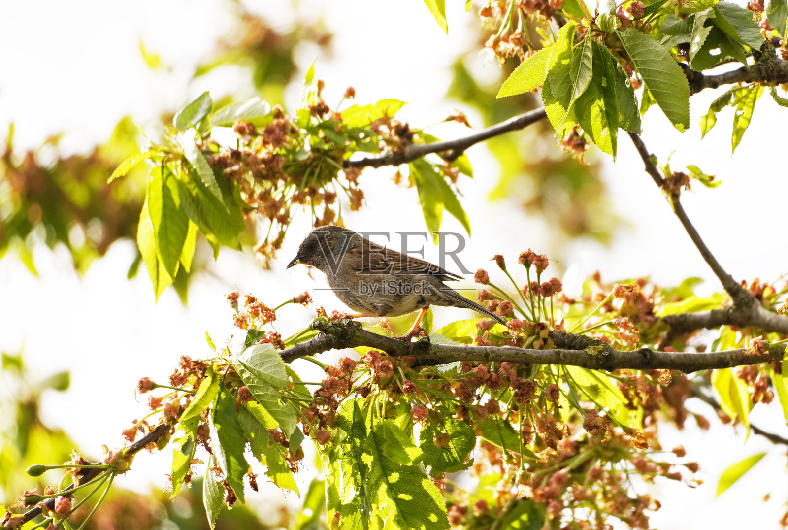 麻雀坐在樱桃树上的树枝上照片摄影图片