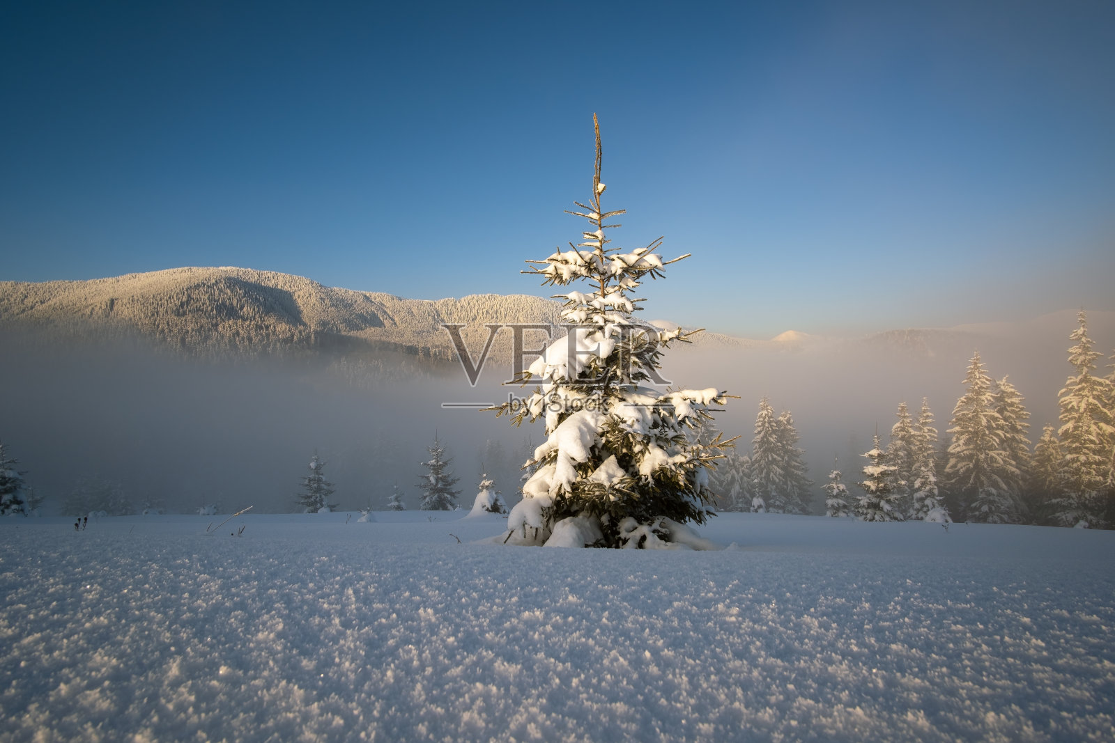令人惊叹的冬季景观与孤独的松树在寒冷的雾山在日出。照片摄影图片