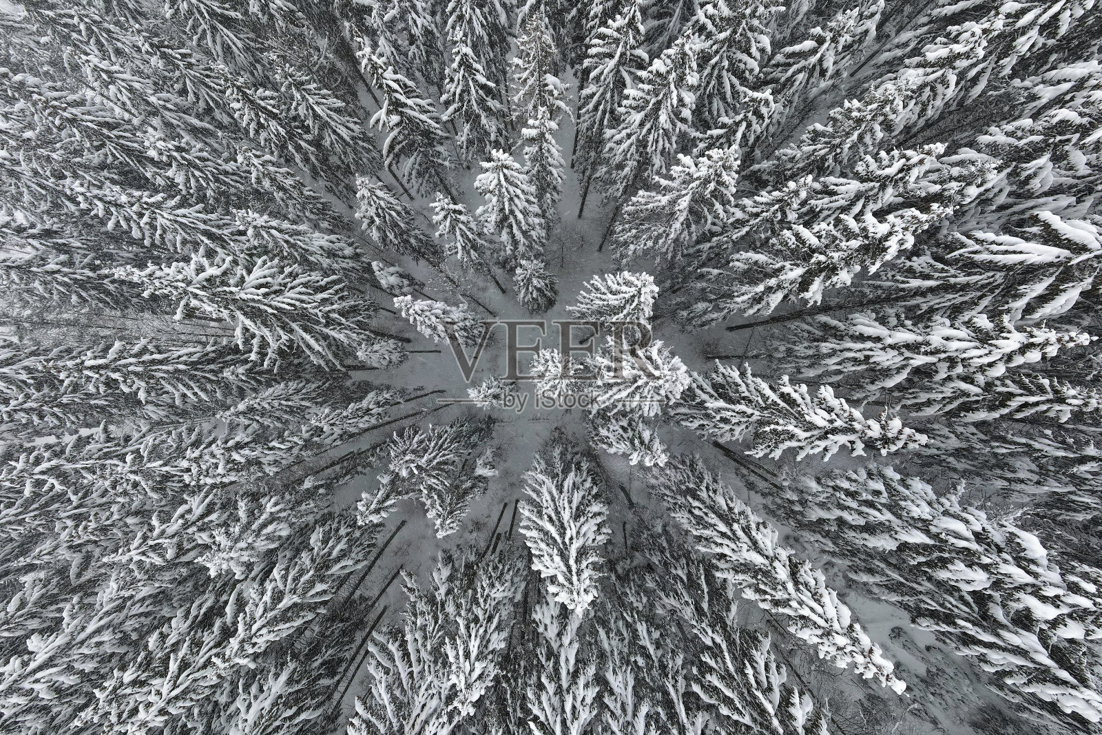 寒冷宁静的夜晚，冬山森林里，云雾缭绕的常绿松树被大雪覆盖着。照片摄影图片