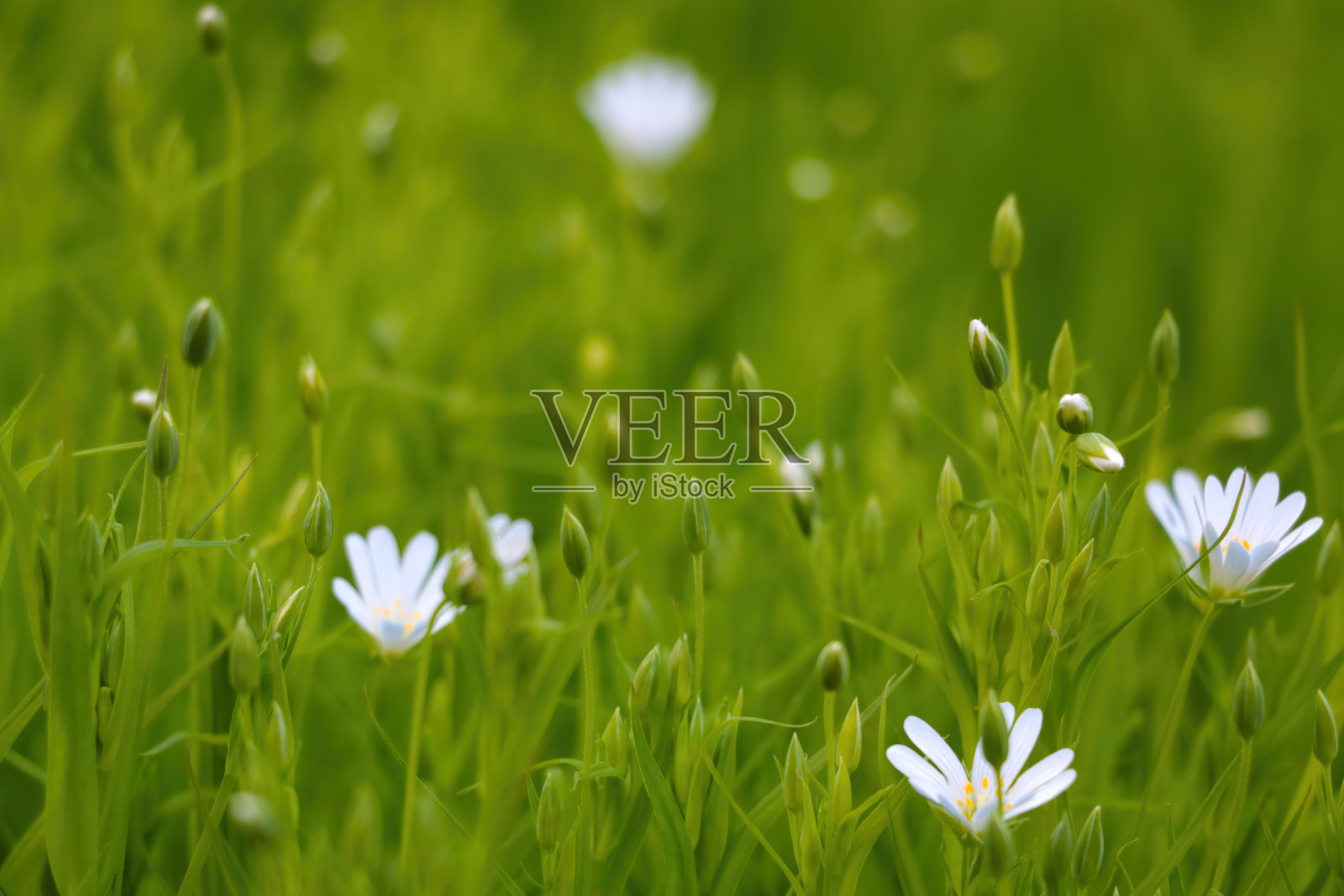 夏季或春季草地上的白色多年生花。野外风景背景。照片摄影图片