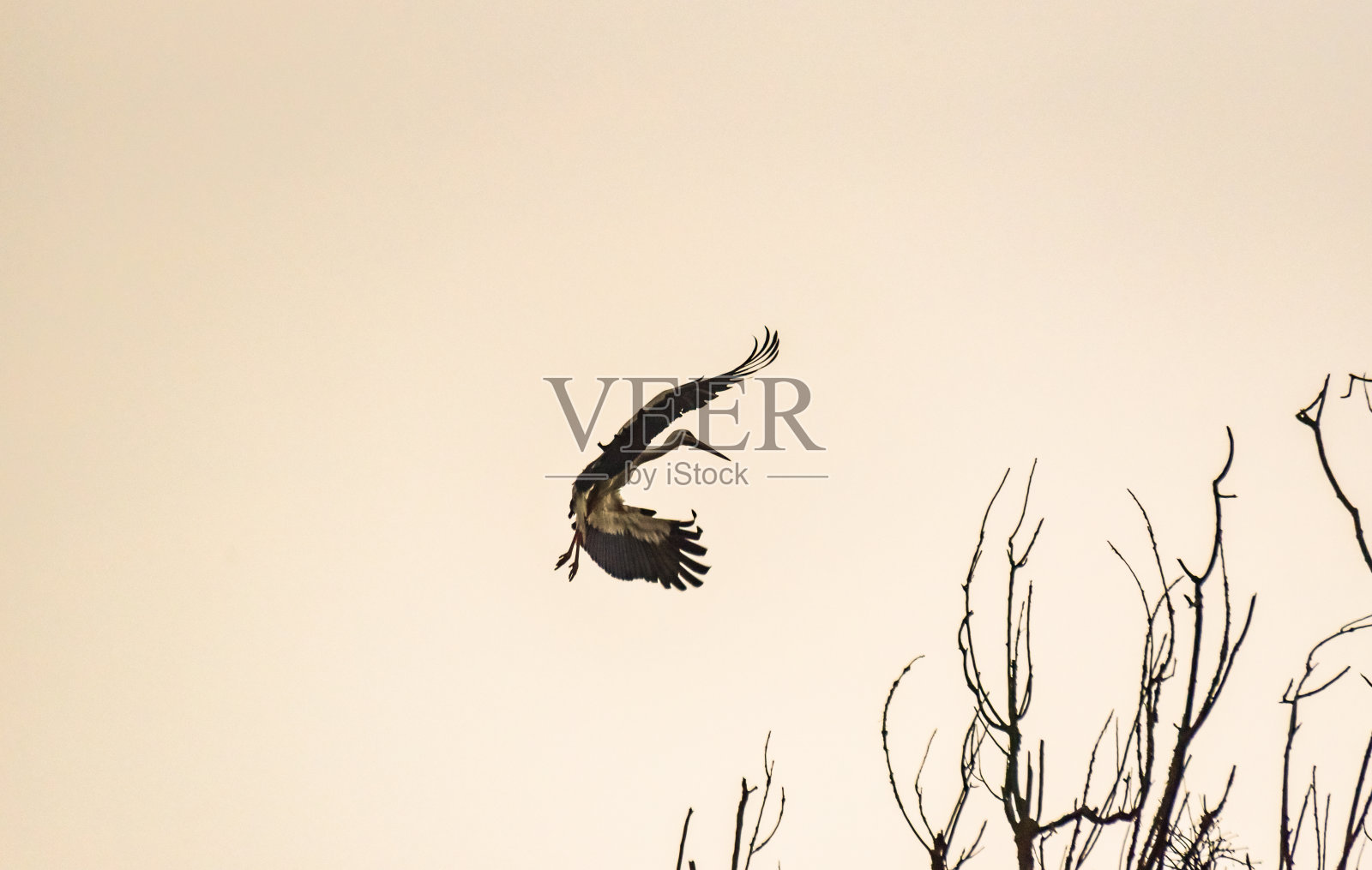 日落时分飞行的黑白鹳的剪影照片摄影图片