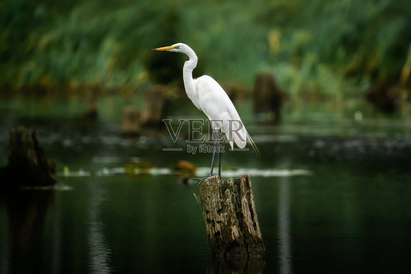 沼泽里的白鹭照片摄影图片