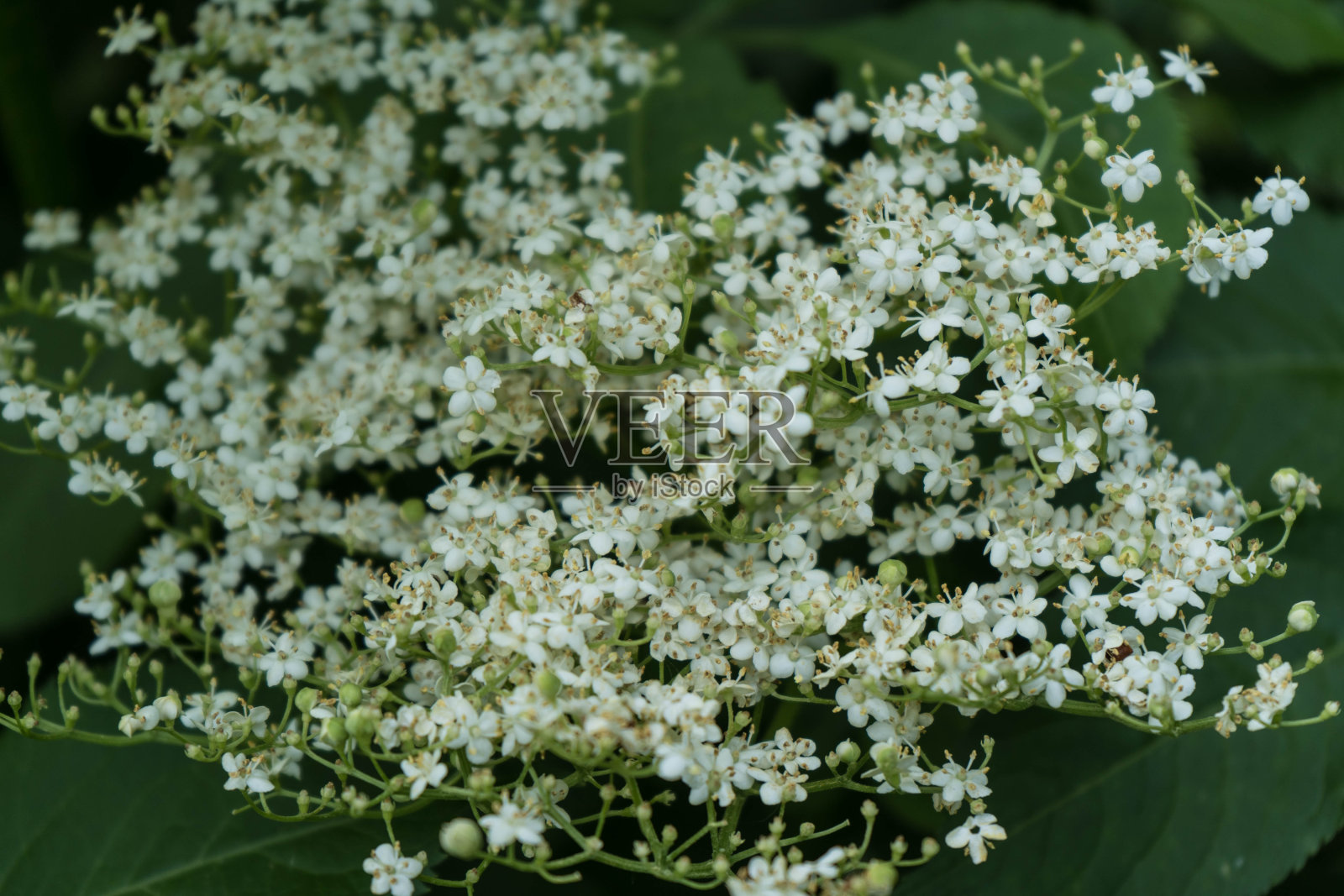 弗利德比尔照片摄影图片