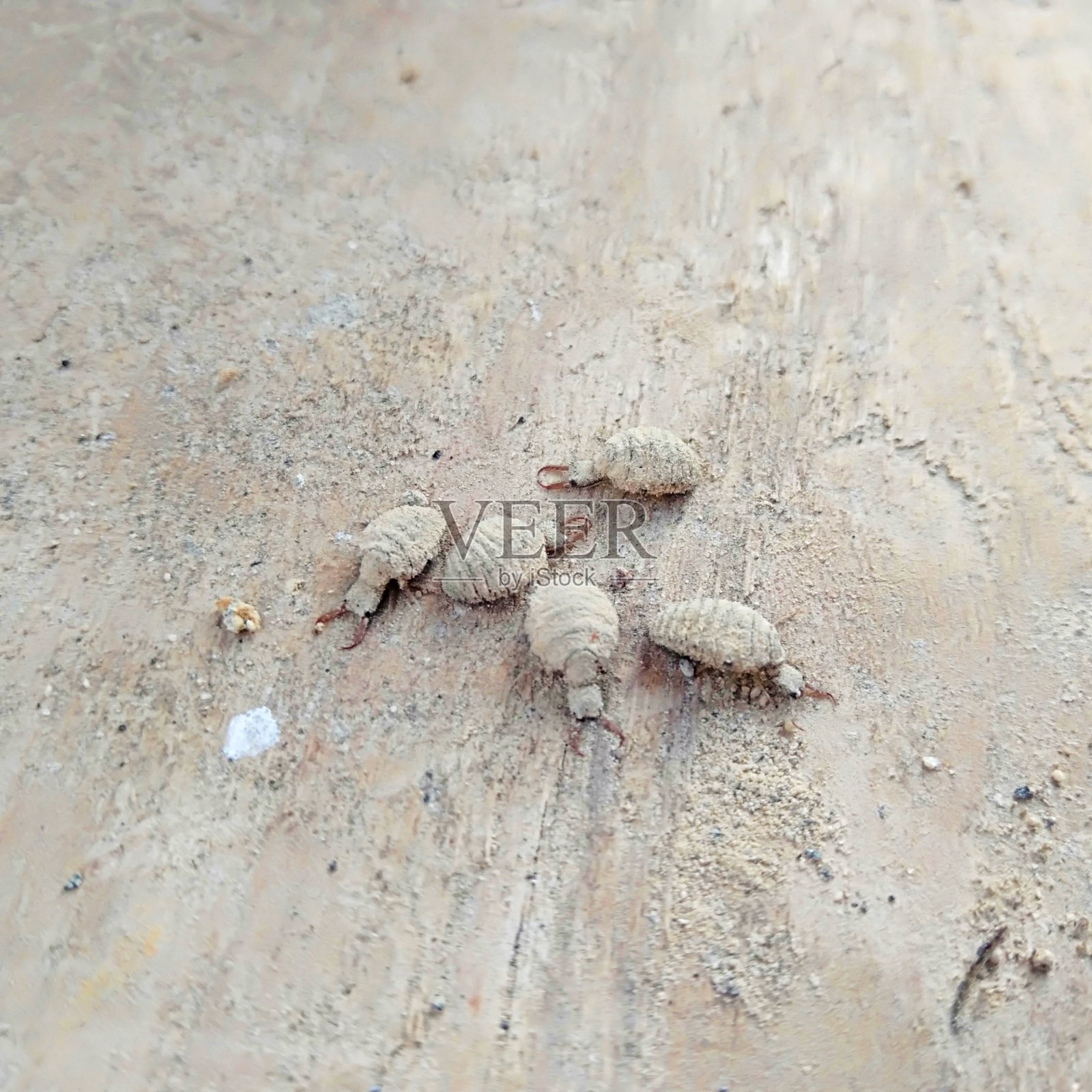 大小不一的一群密蠓科照片摄影图片