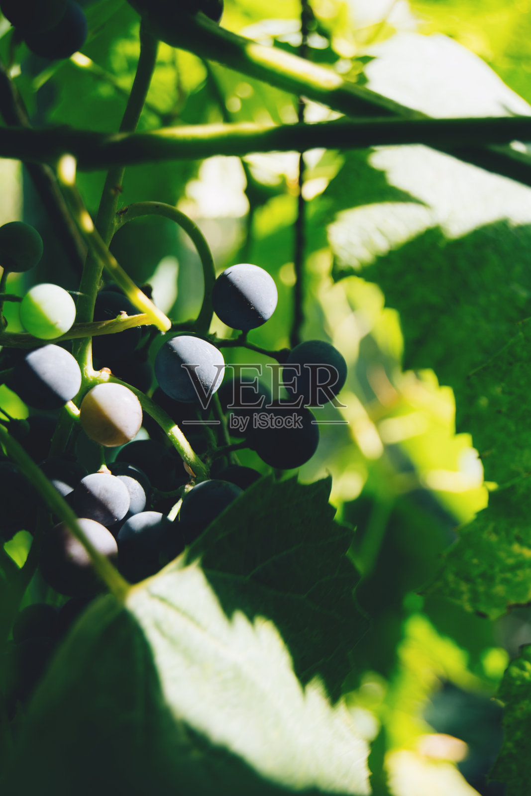 一串串葡萄，果实累累。农业的概念照片摄影图片