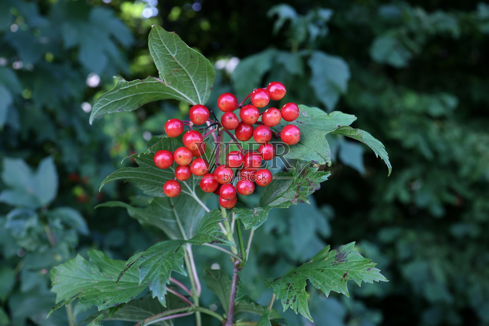 森林里树枝上的红色浆果照片摄影图片