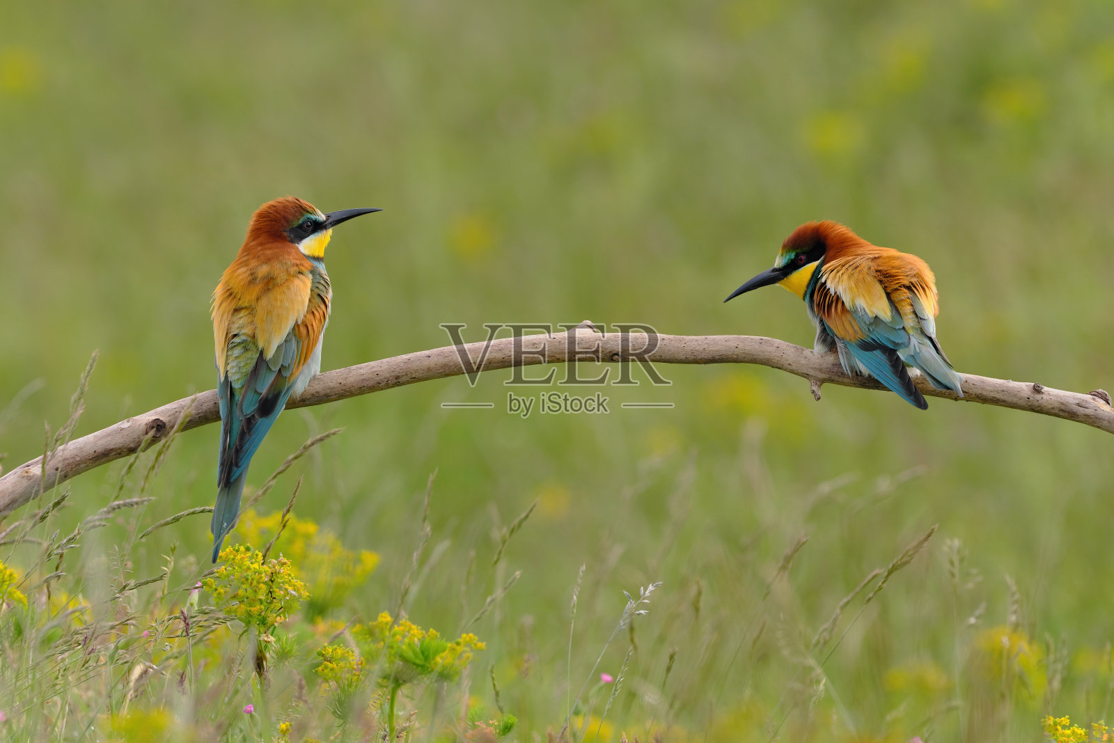 欧洲食蜂鸟，色彩斑斓的奇异鸟照片摄影图片