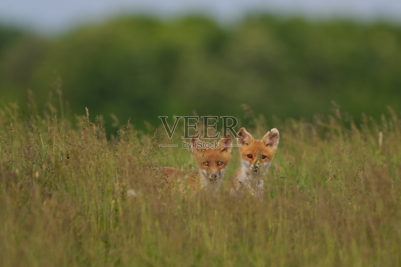 小狐狸在草地上幼崽照片摄影图片