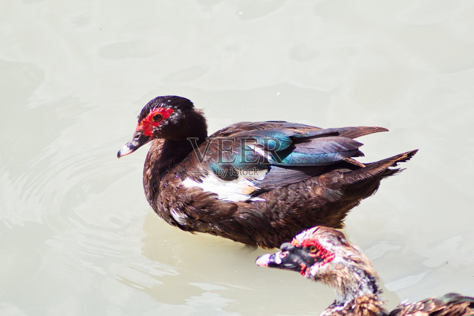 克里奥尔鸭在河岸上安静地休息照片摄影图片