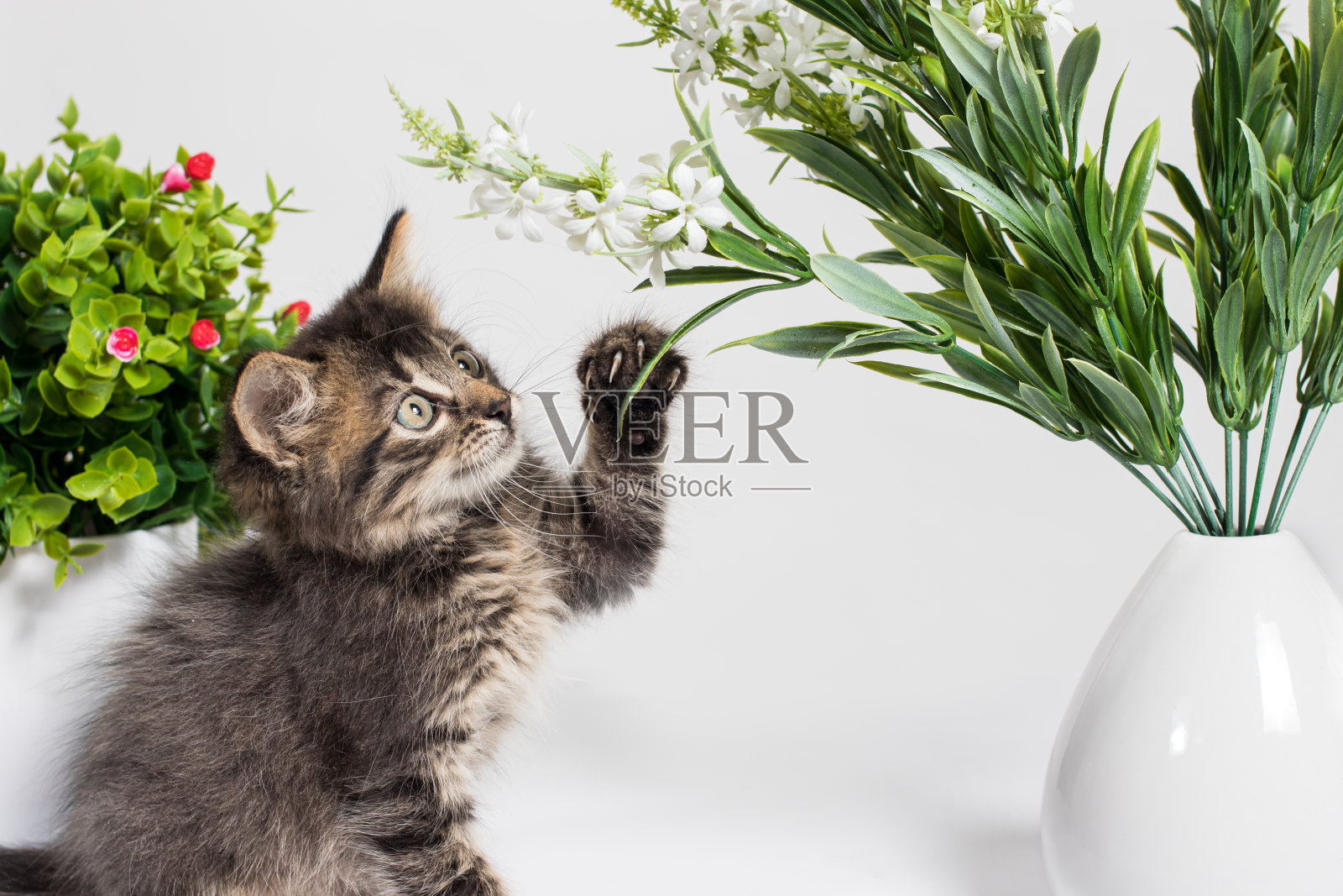 一只1个月大的可爱的灰色小猫在白色背景上玩着一朵人造花的树枝。照片摄影图片