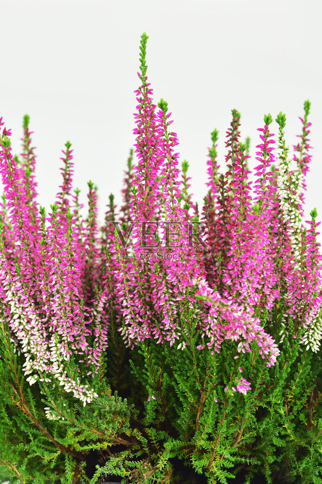 石南花或普通愈伤组织植物照片摄影图片