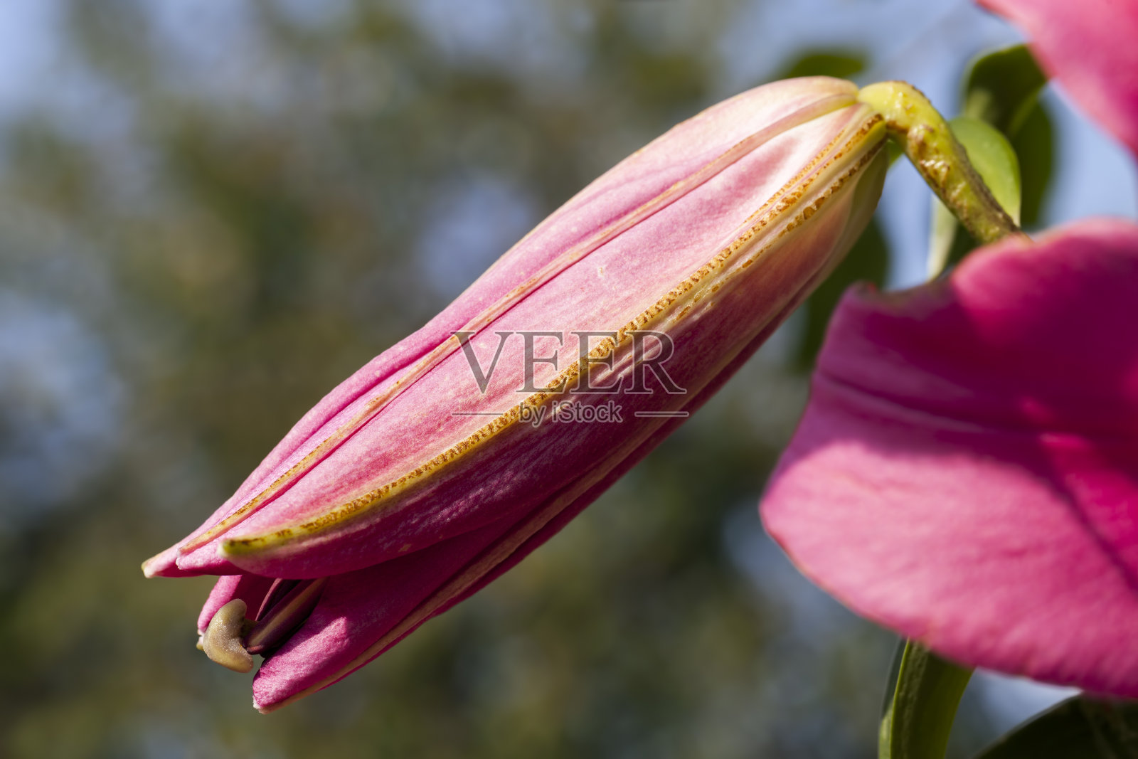 春天的红色百合花照片摄影图片