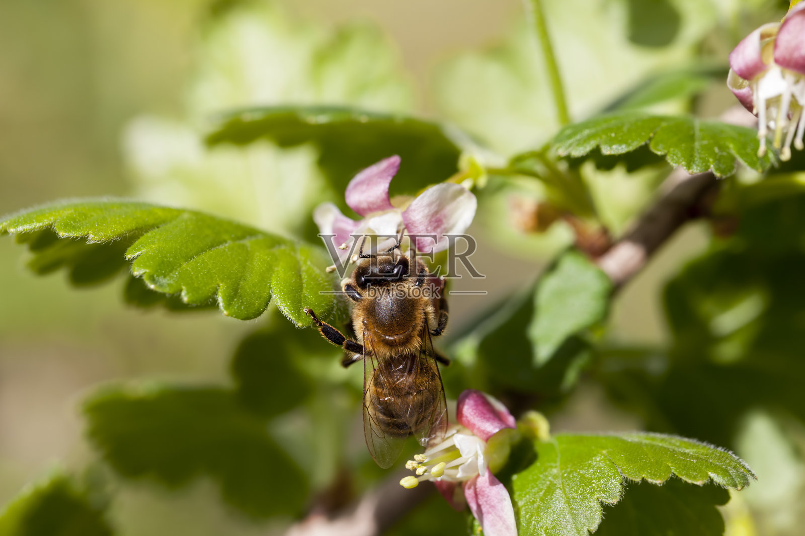 夏天盛开的醋栗照片摄影图片