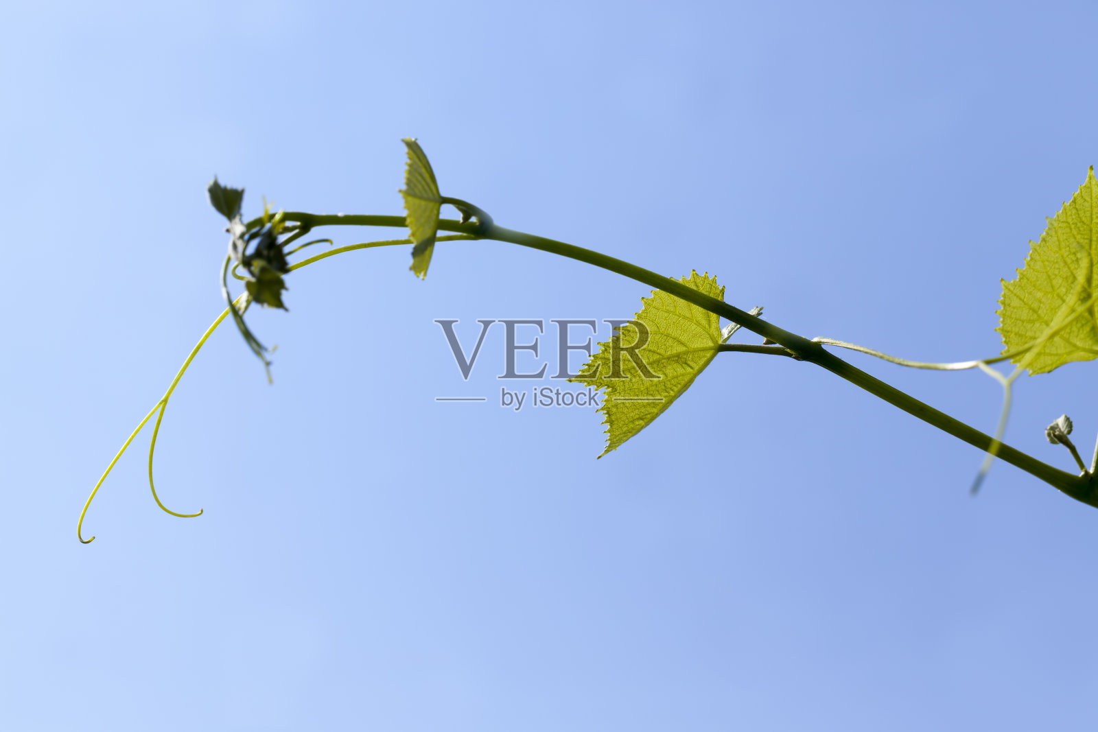 春天的葡萄叶子变绿了照片摄影图片