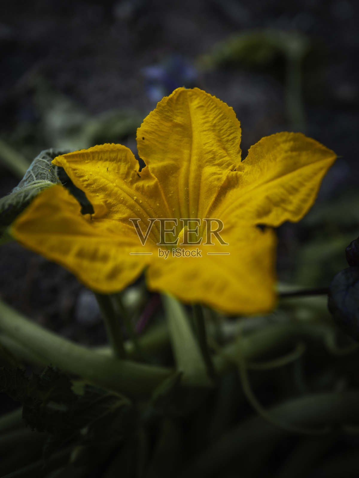 黄色的南瓜花特写在不饱和的南瓜叶和茎的背景照片摄影图片