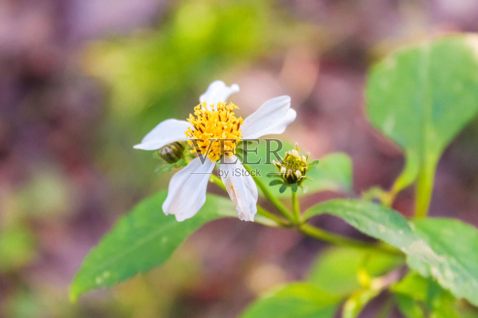 木制背景上的洋甘菊。摄影工作室照片摄影图片