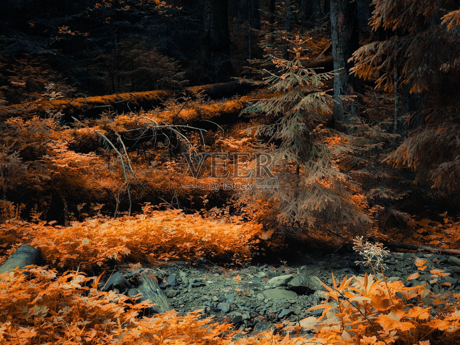 秋天的色彩在森林里。清晨黄色的针叶林。照片摄影图片