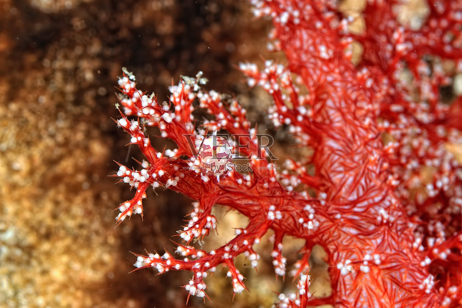 一幅美丽的塞浦路斯在软珊瑚上的图画照片摄影图片