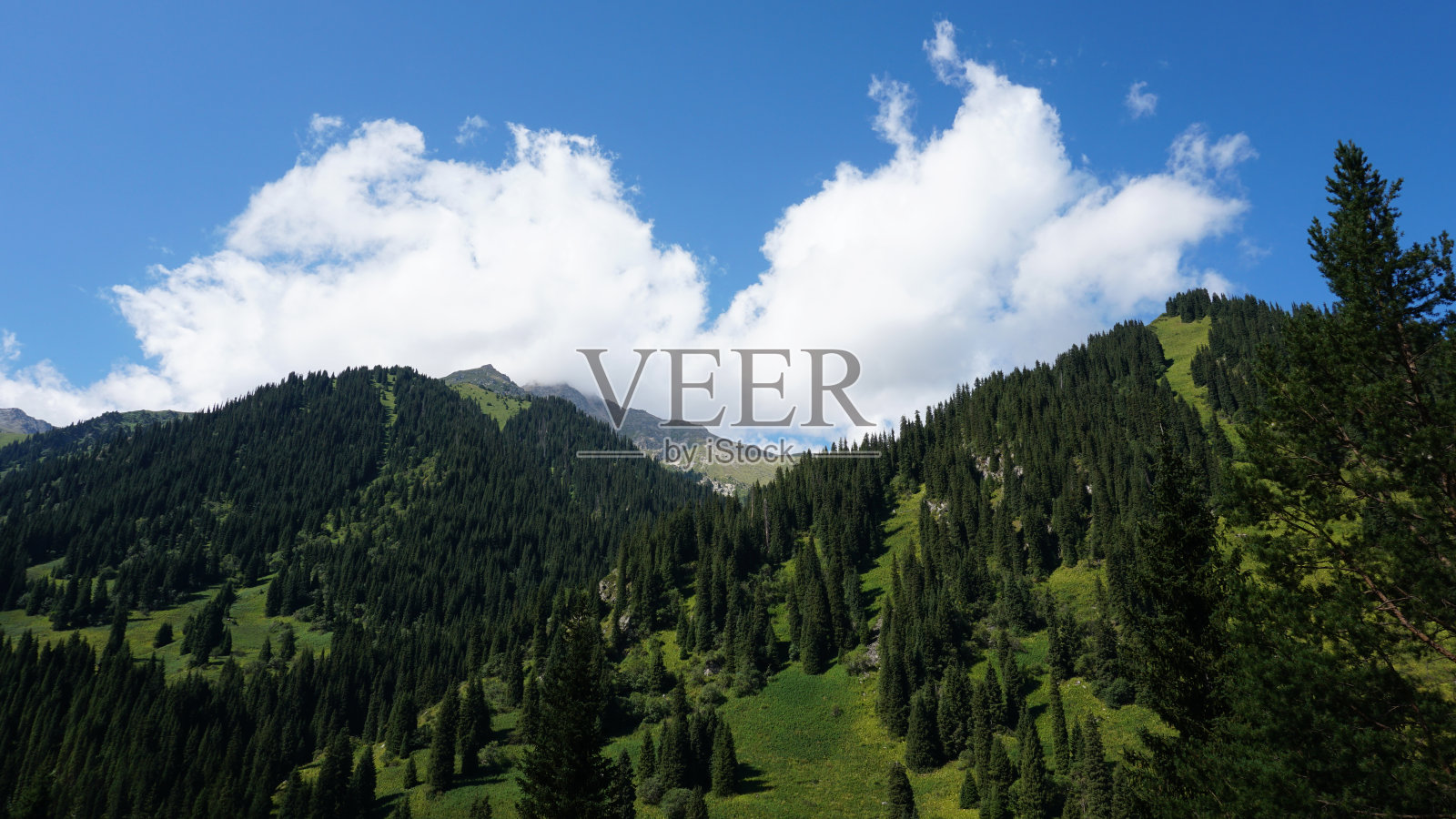 长满针叶树的绿色高山照片摄影图片