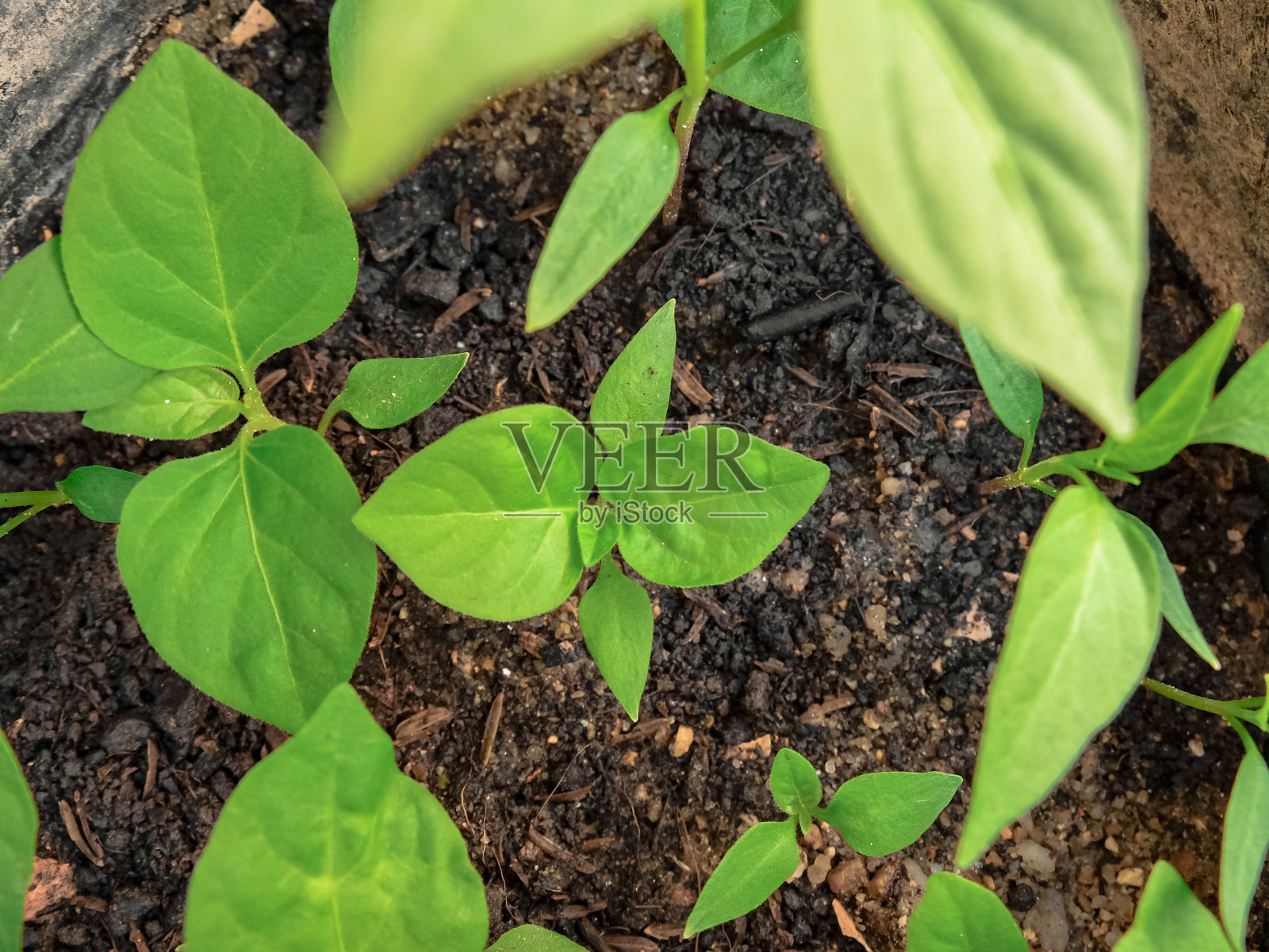 自然照片摄影图片