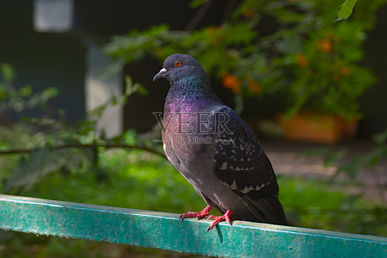 一只鸽子在房子附近的草坪篱笆上照片摄影图片