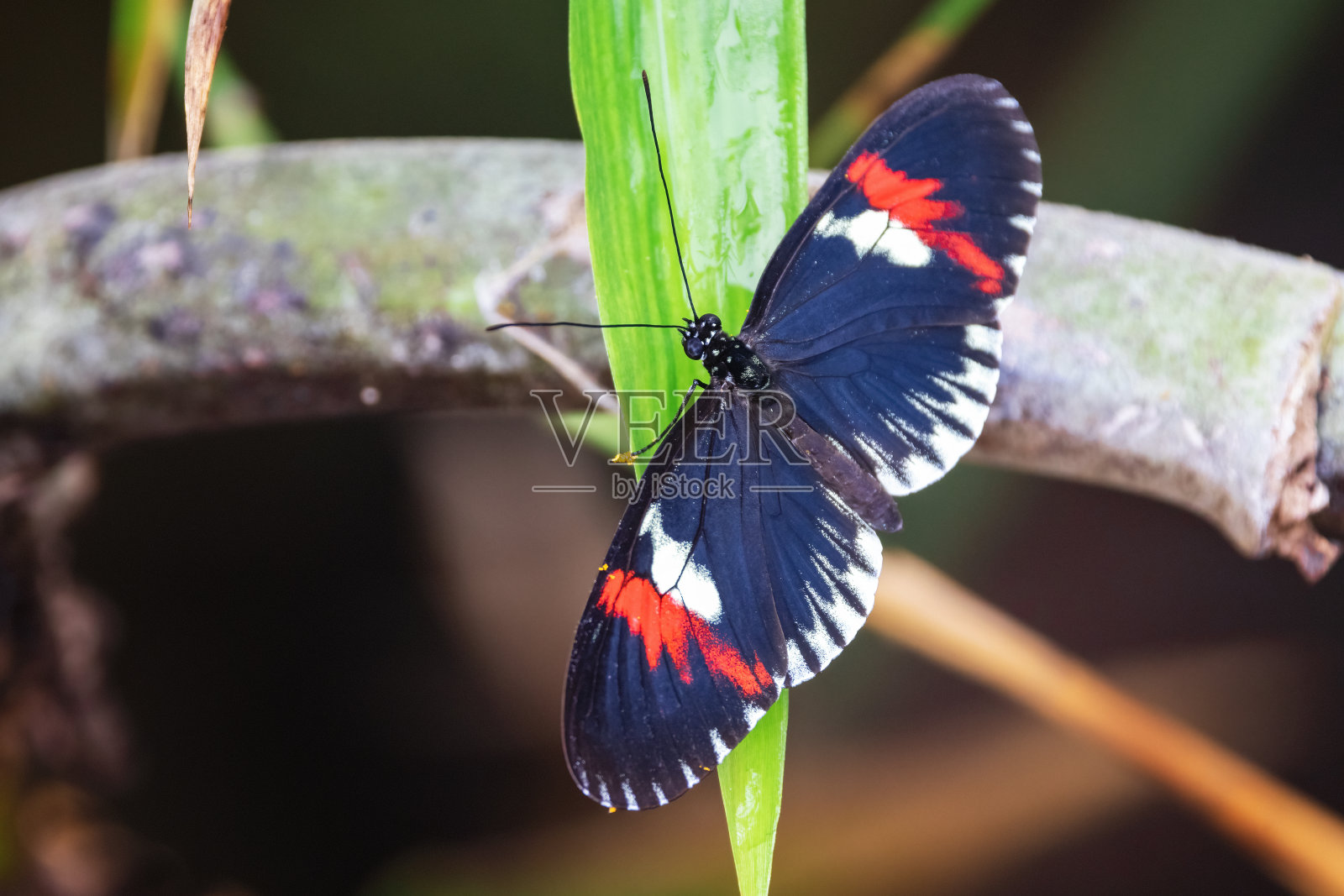 中美洲或南美洲邮差蝴蝶Heliconius melpomene的特写，投在一片叶子上。背视图照片摄影图片