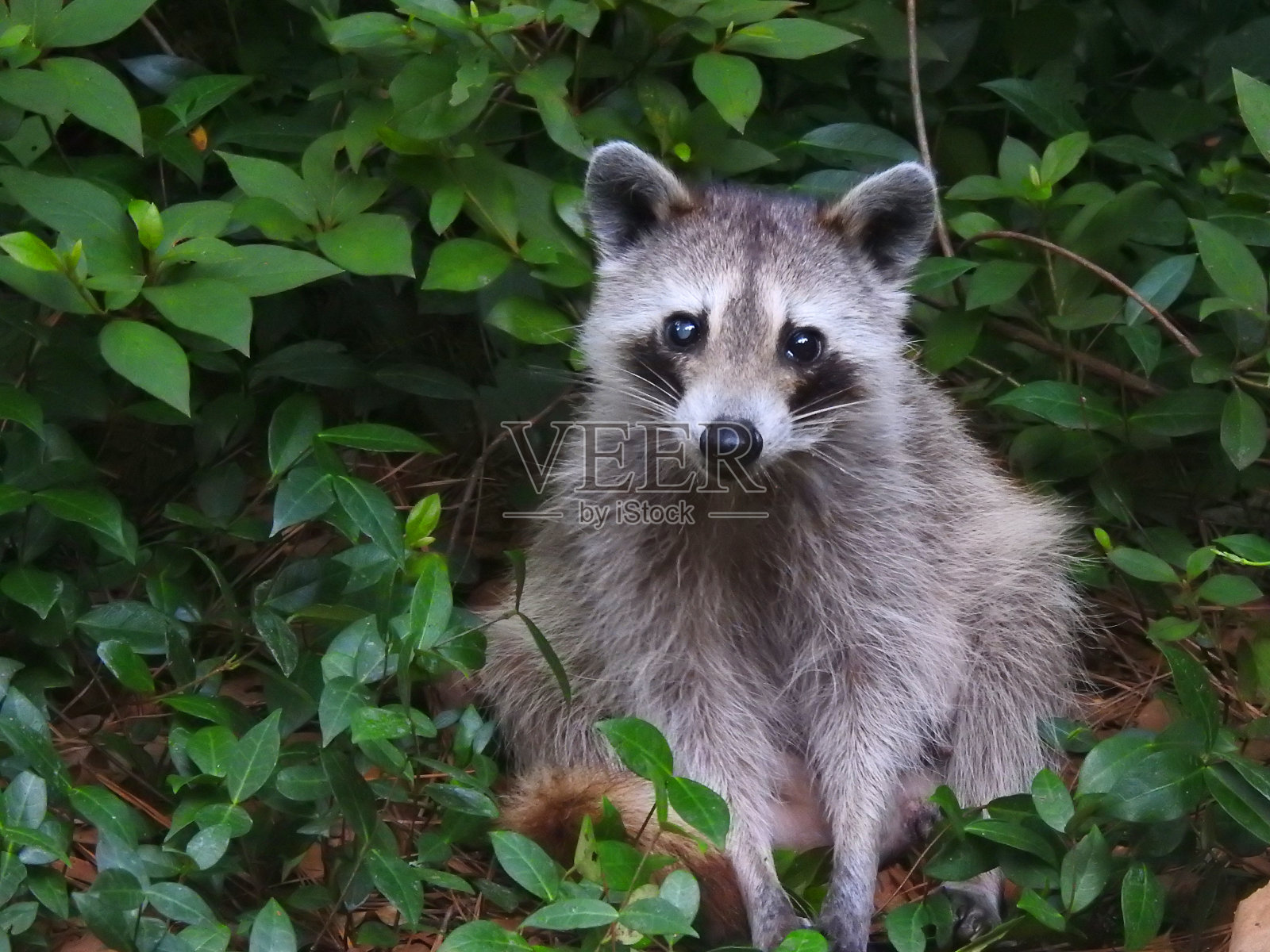 甜浣熊肖像动物与绿叶背景照片摄影图片