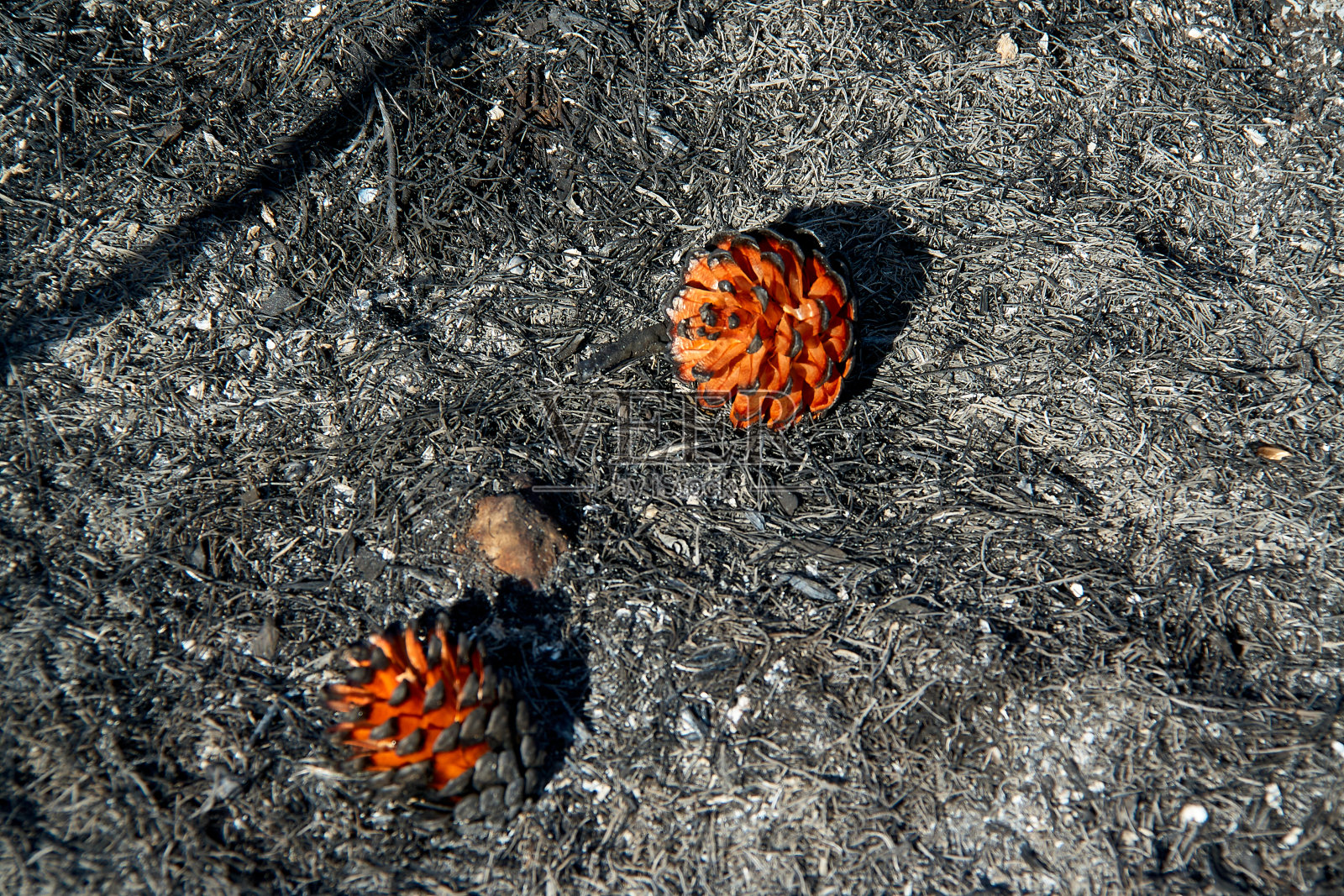 大火过后照片摄影图片