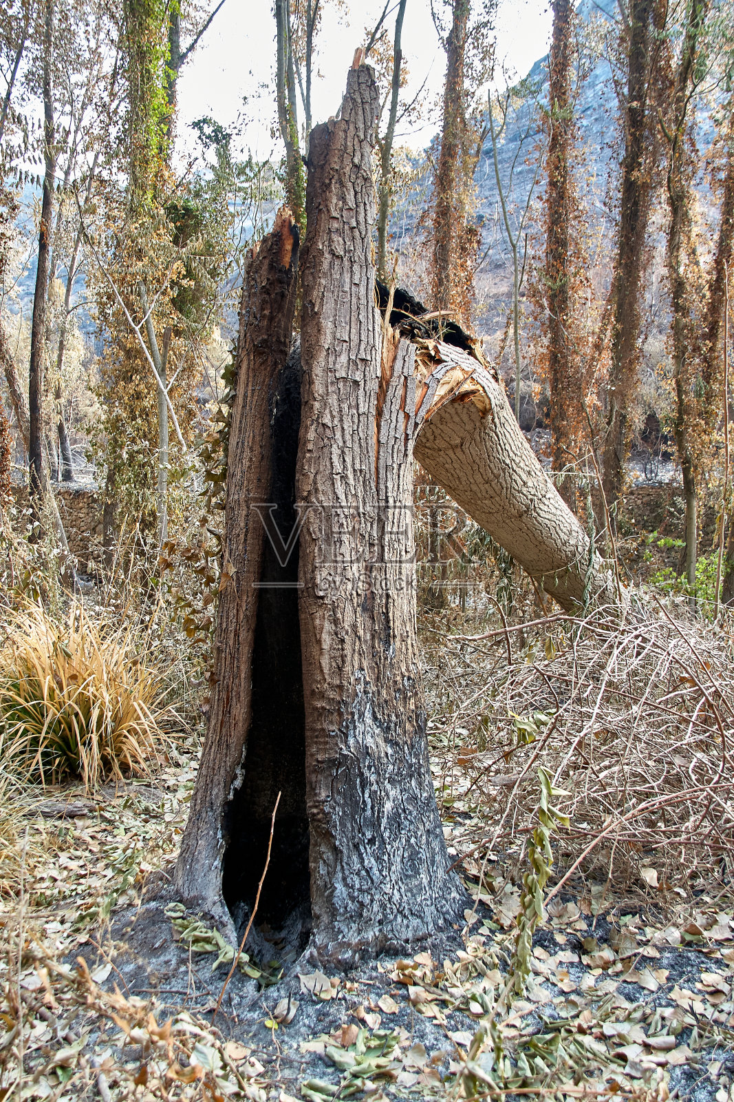 大火过后照片摄影图片