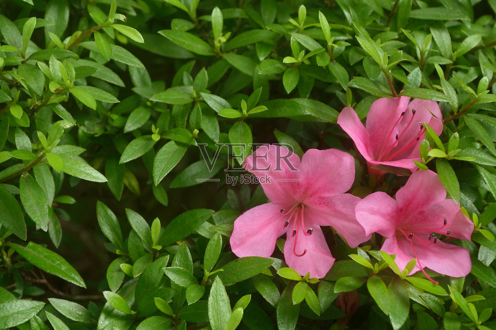 红色杜鹃花的特写与复制空间照片摄影图片