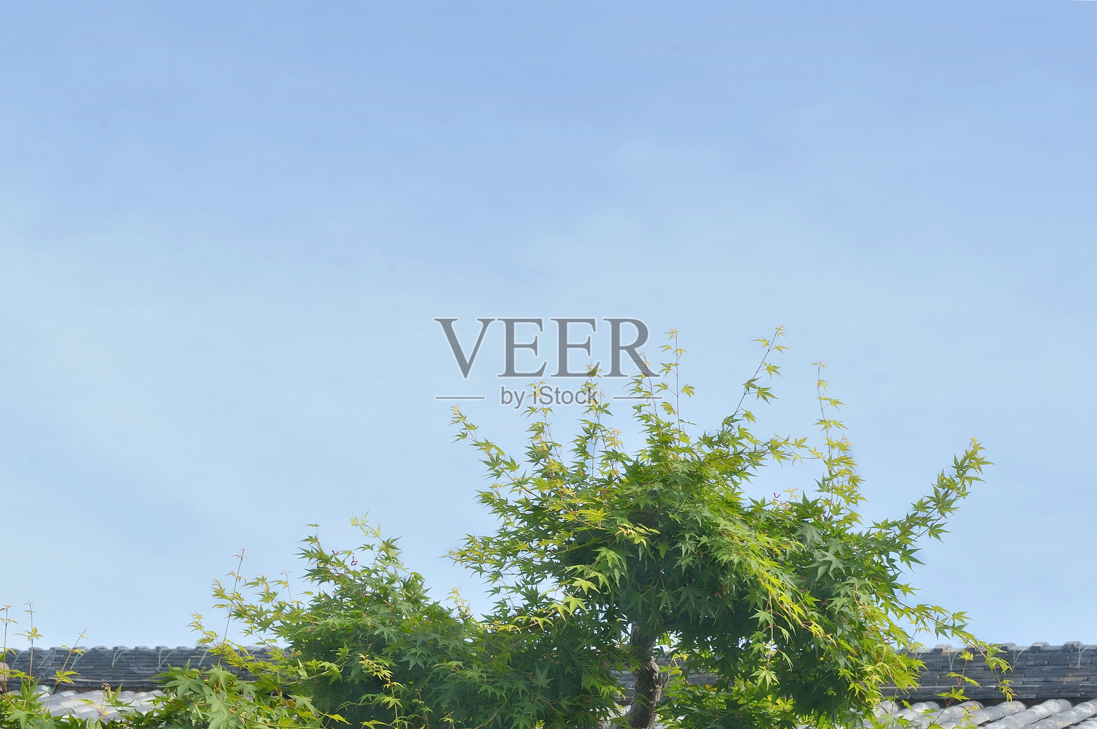 绿色枫树与日本屋顶照片摄影图片