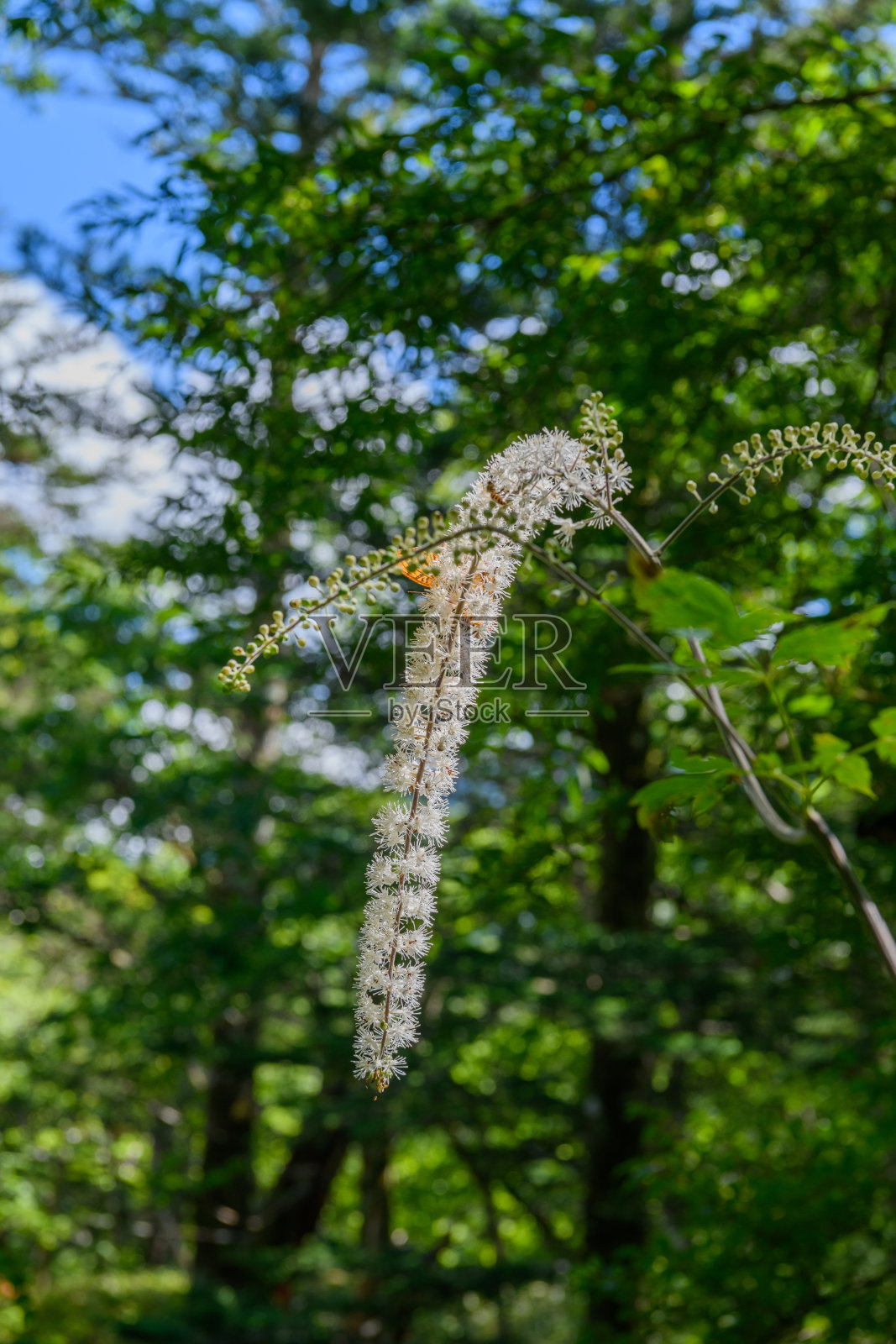 日光国家公园的高山植物(学名:Cimicifuga simplex)照片摄影图片