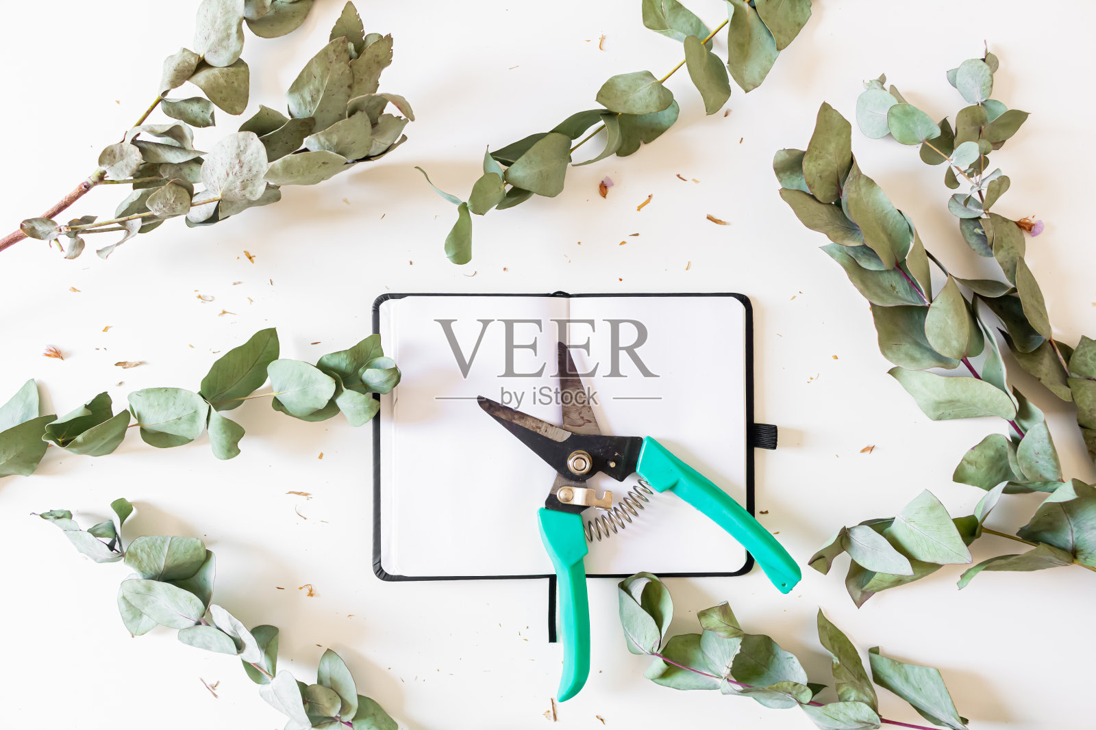 桉树框架照片摄影图片