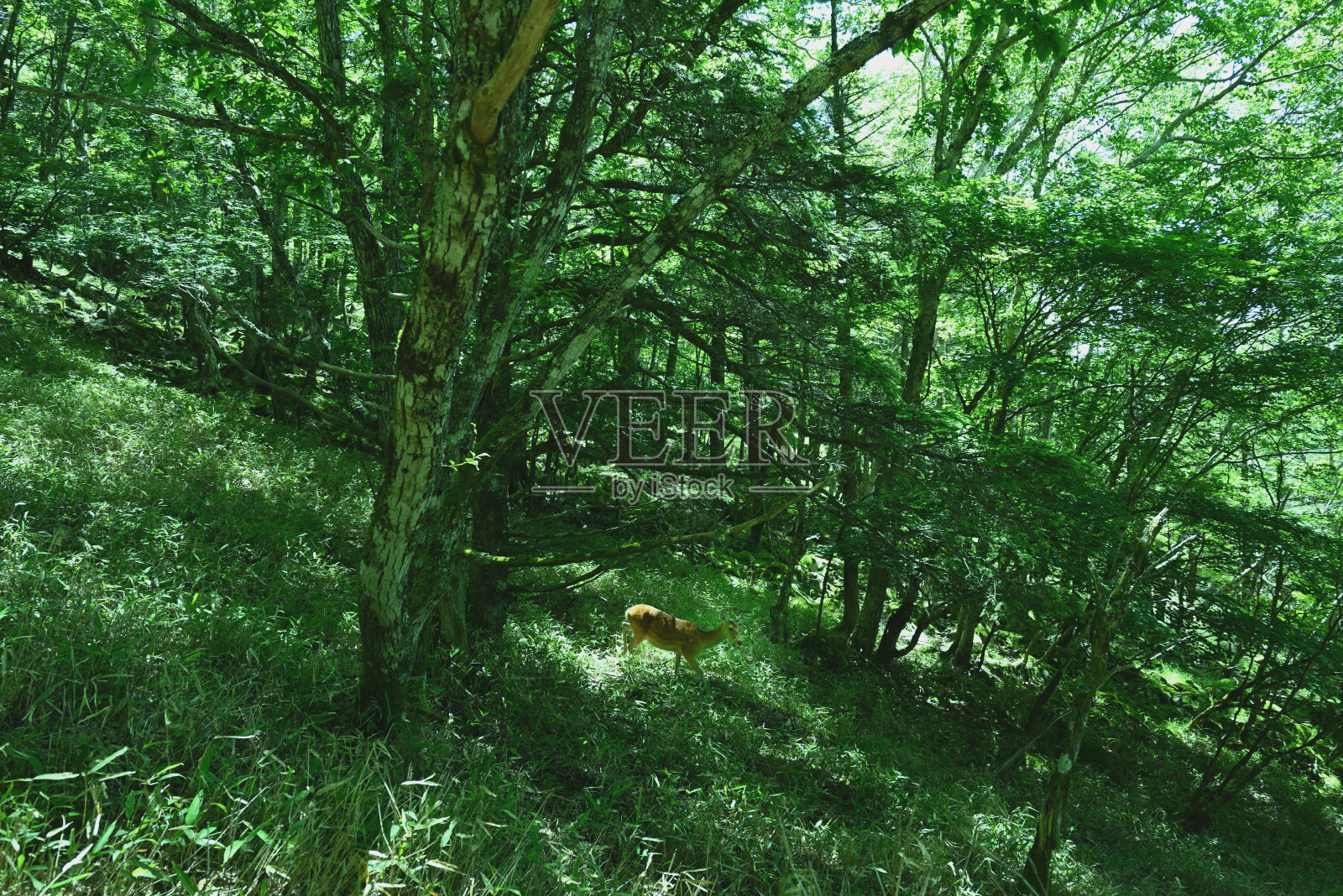 2021- 7月(日本山梨县)照片摄影图片