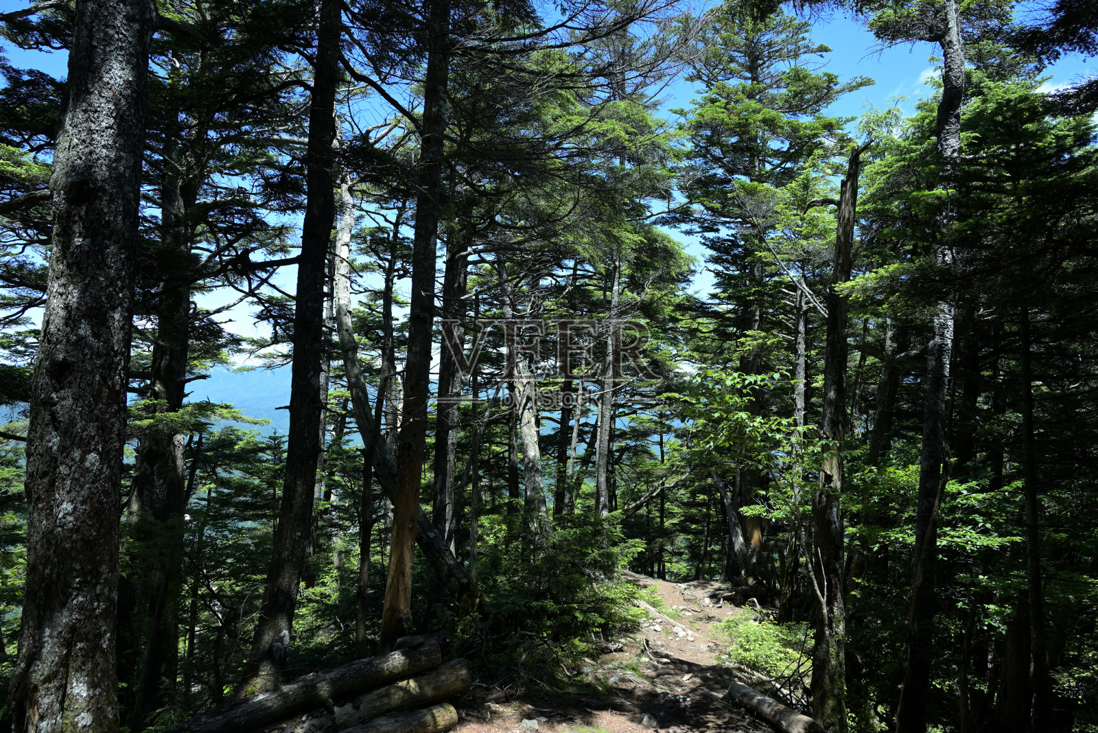 2021- 7月(日本山梨县)照片摄影图片