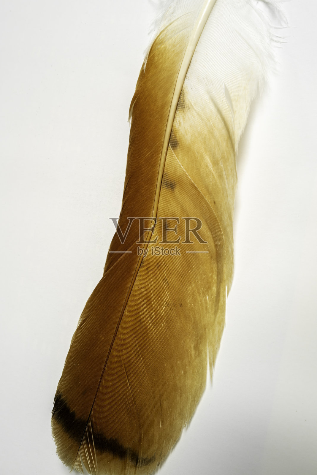 金色和焦糖色的海鸟羽毛，白色背景上有黑色条纹照片摄影图片