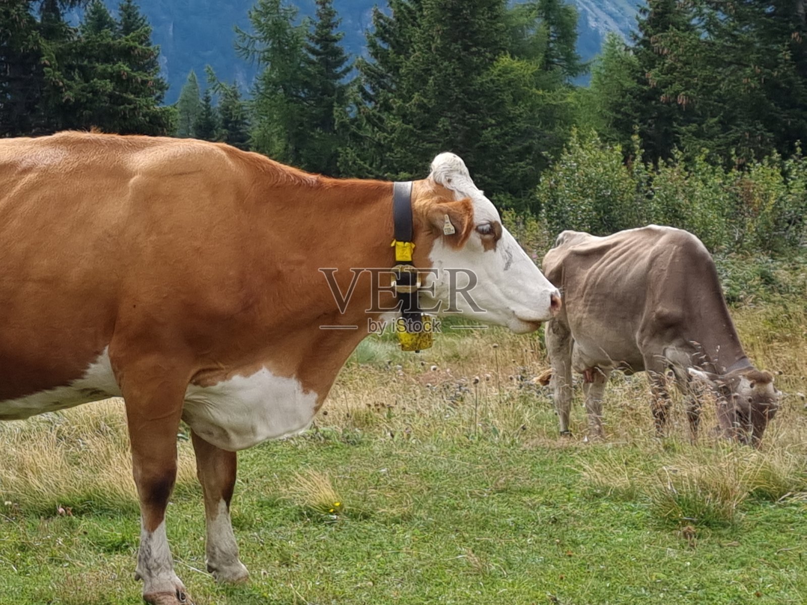 放牧的牛照片摄影图片