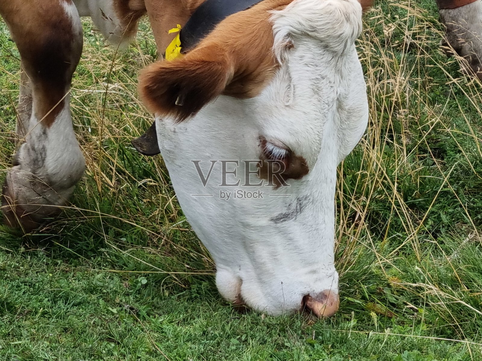 牛的枪口照片摄影图片