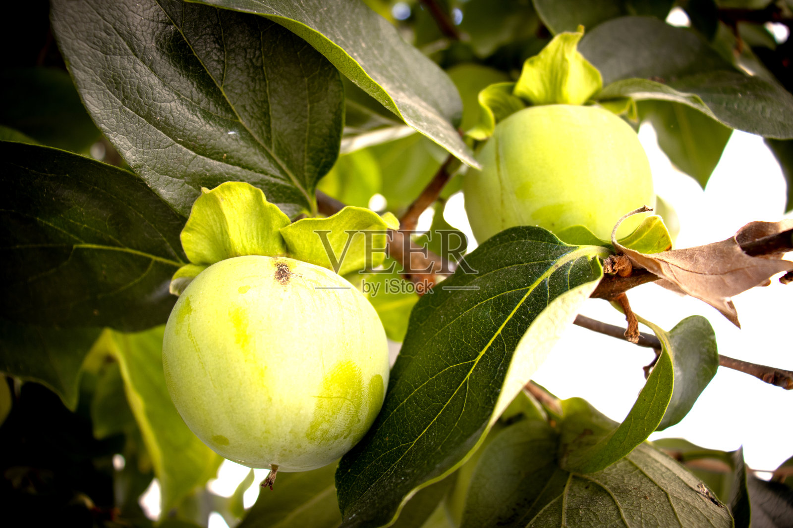 小柿子挂在树枝上。柿子树上结满了绿色的果实照片摄影图片