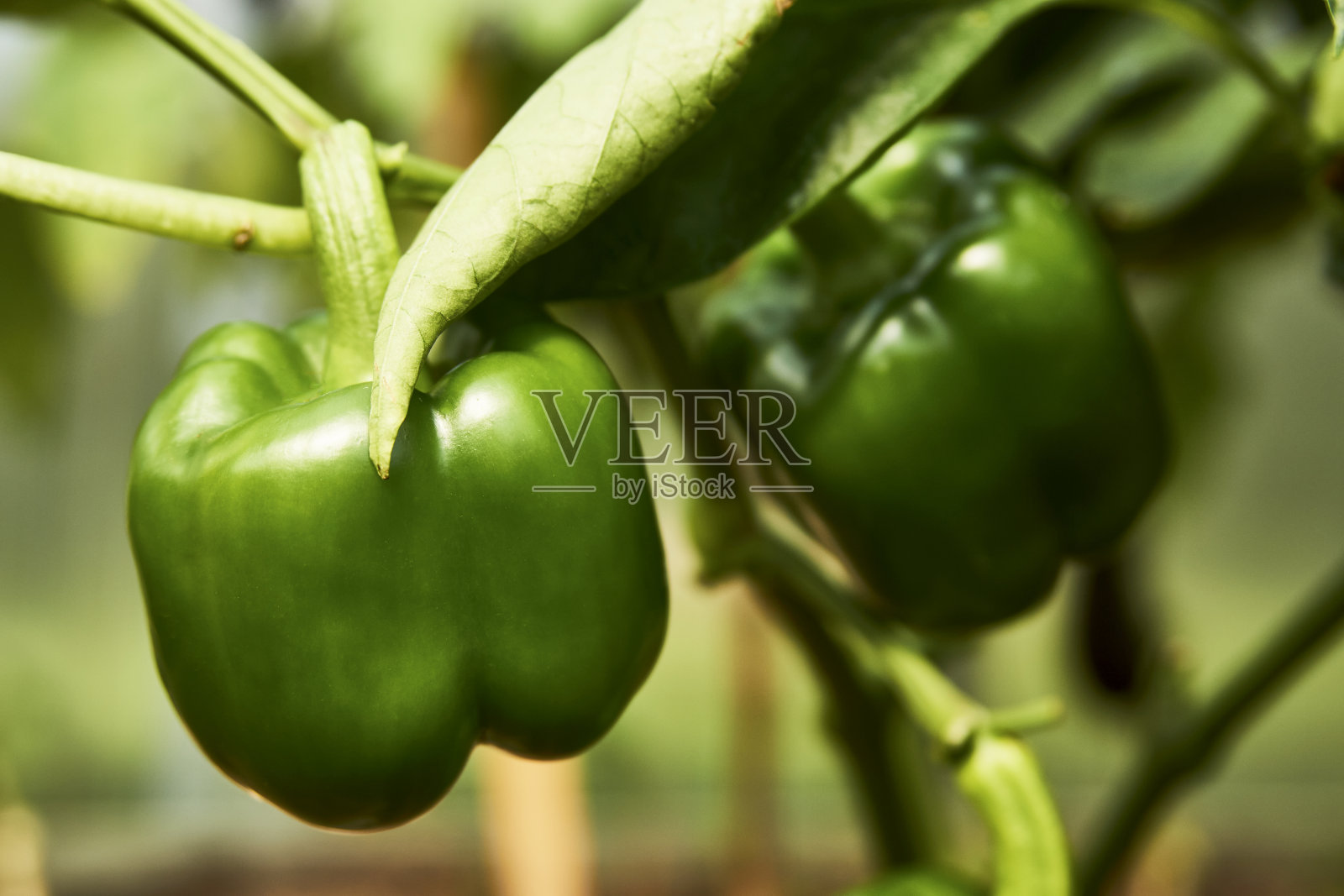 温室里的甜椒，特写镜头照片摄影图片