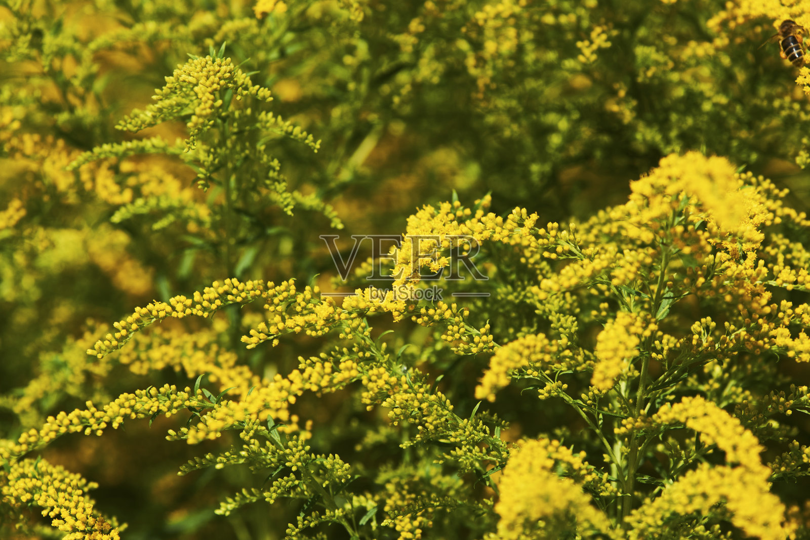 黄色的含羞草花背景照片摄影图片