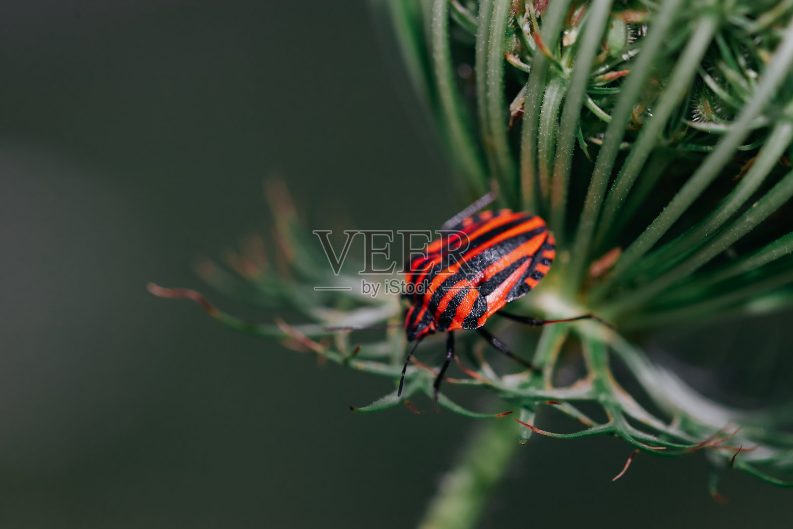 花上的线形Graphosoma bug的近距离观察细节。照片摄影图片