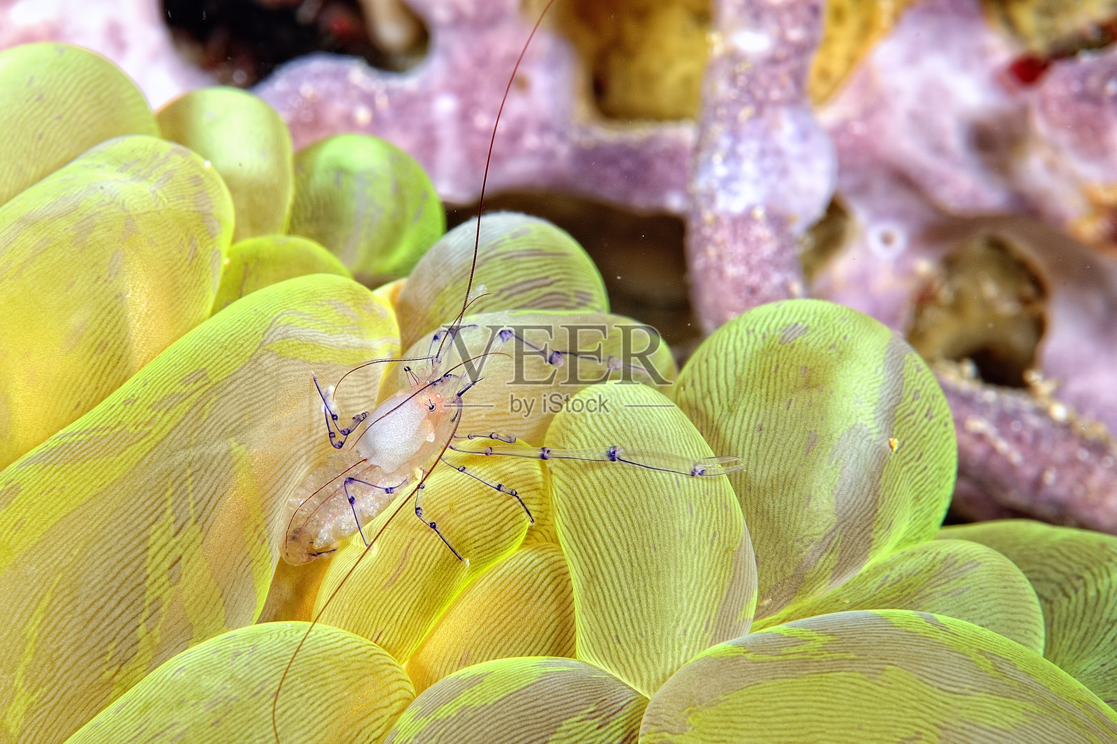 一张漂亮的清洁虾的照片照片摄影图片