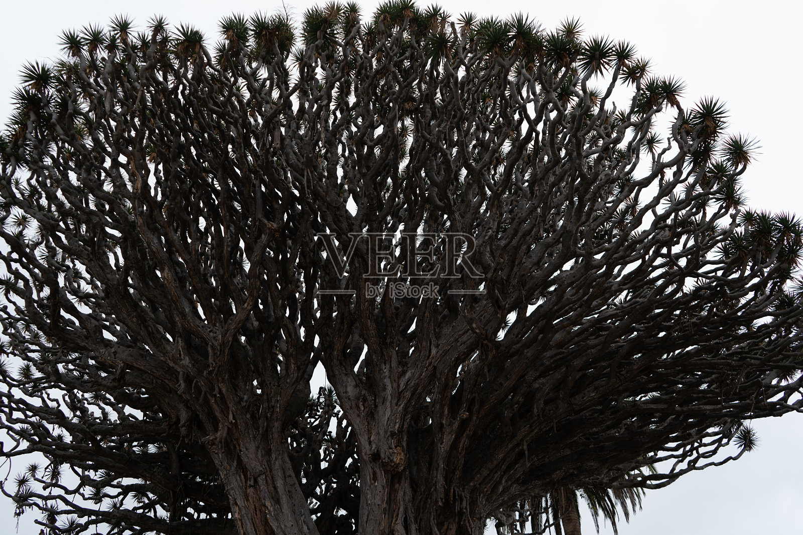 分支机构照片摄影图片