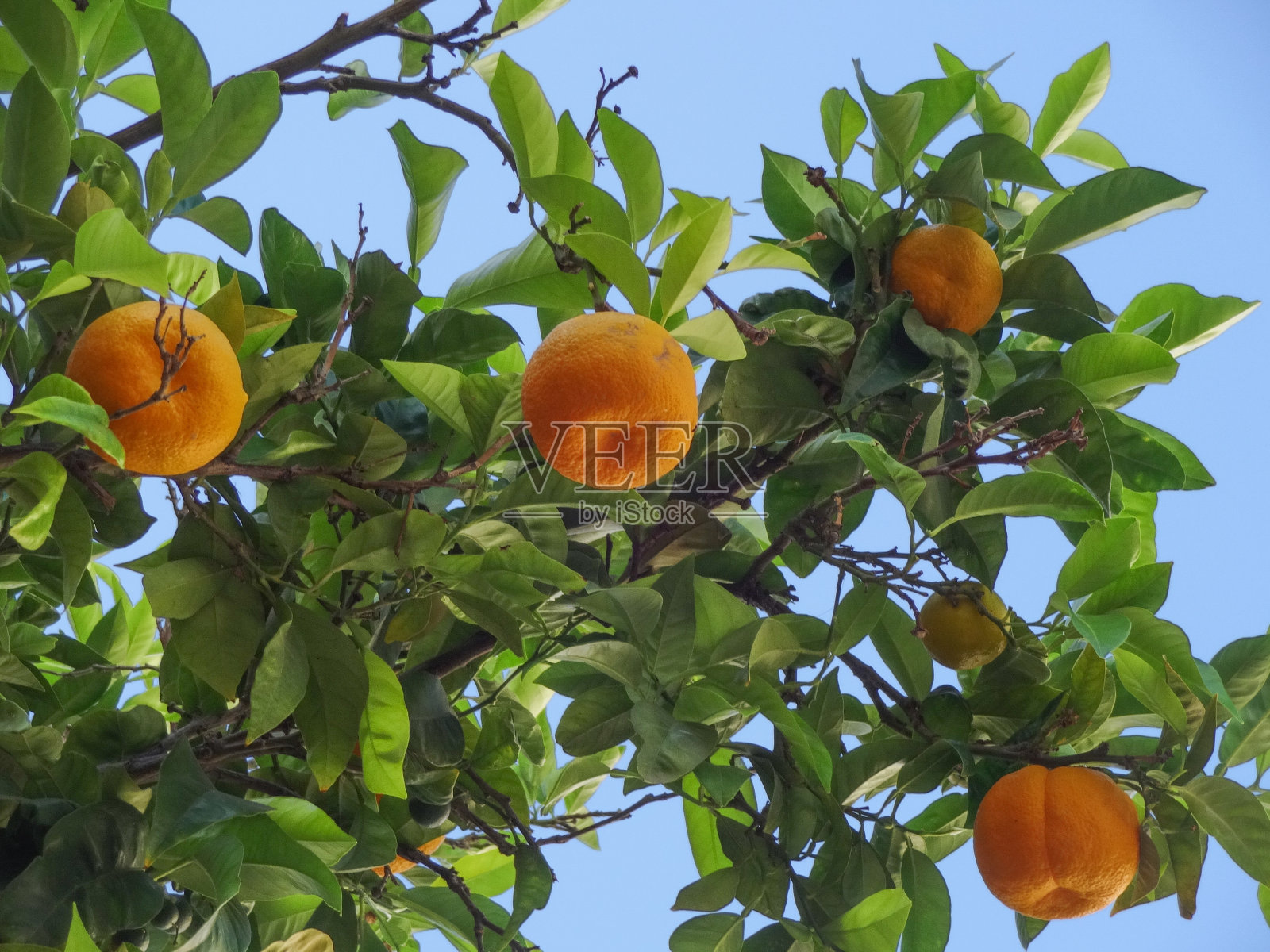 树上挂着成熟的橘子照片摄影图片