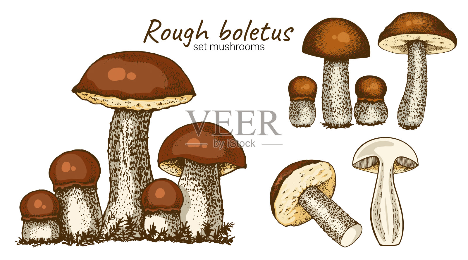 牛肝菌菇插画图片素材