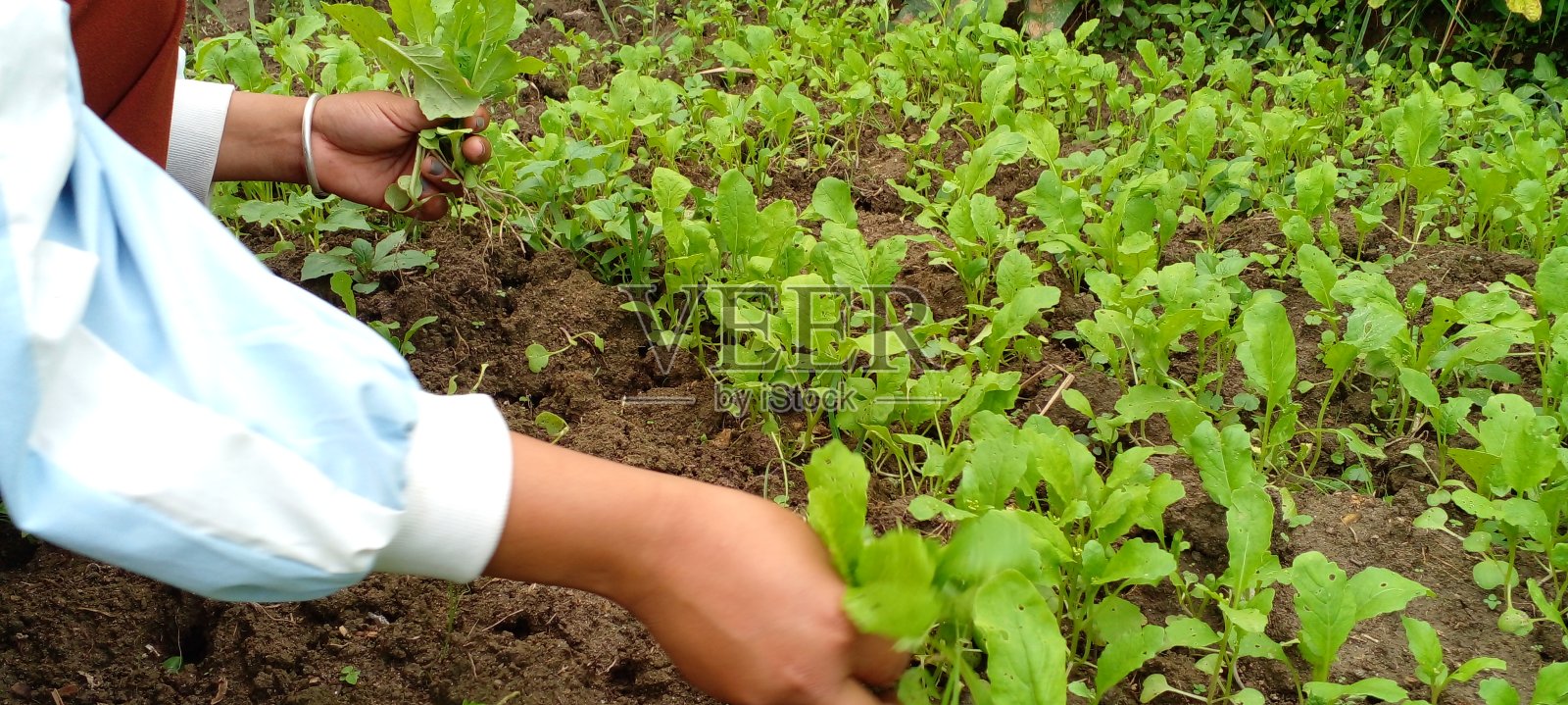 尼泊尔东部的一个农场里，农民正在收获芥菜照片摄影图片