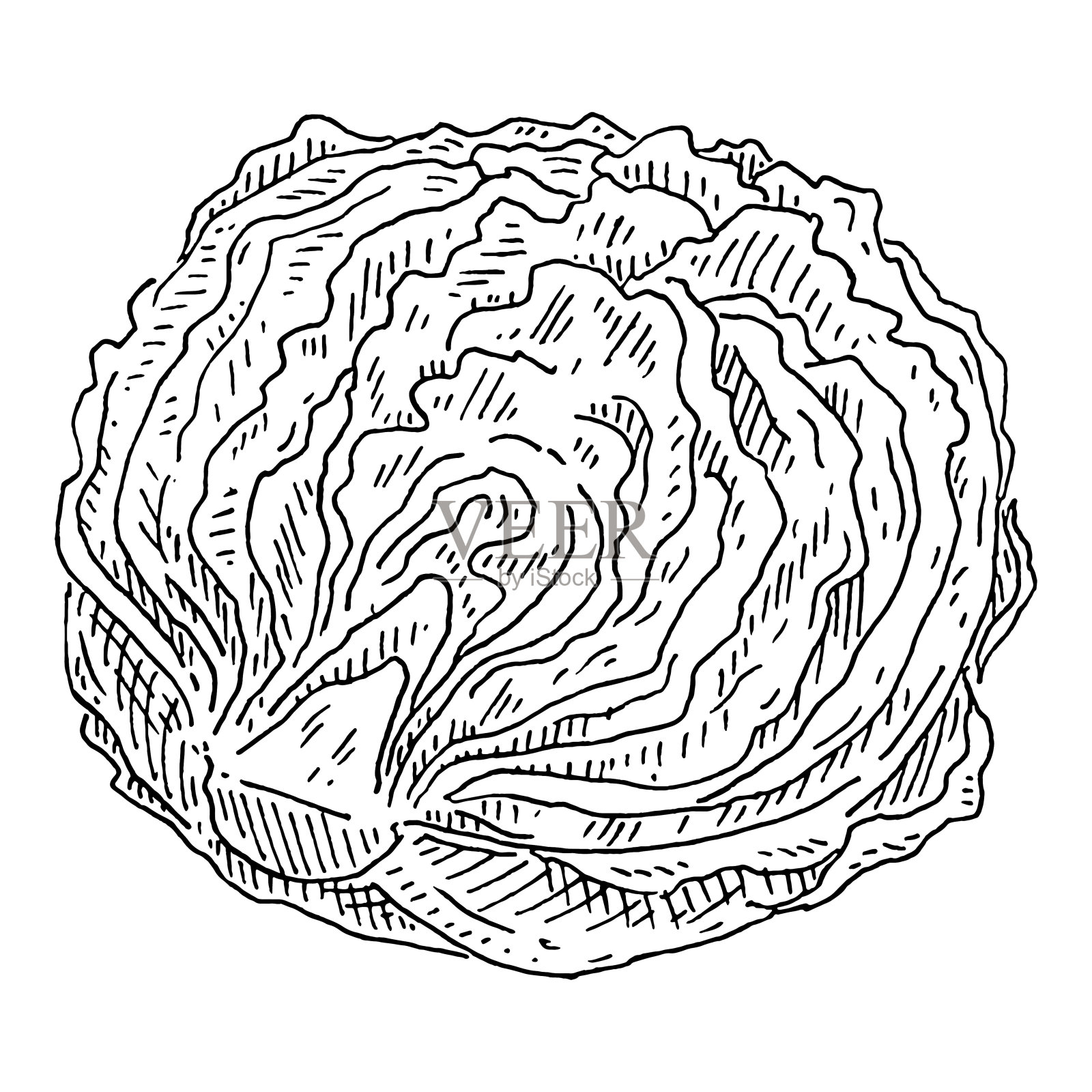 新鲜半头卷心莴苣。复古孵化彩色插图。插画图片素材